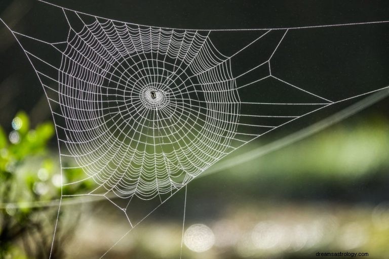 Spider Web – Significado e simbolismo dos sonhos