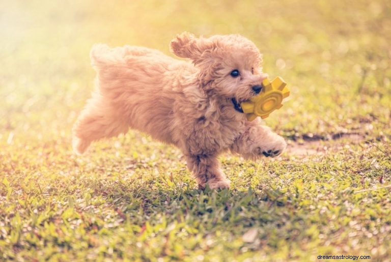 Chiot - Signification et symbolisme des rêves