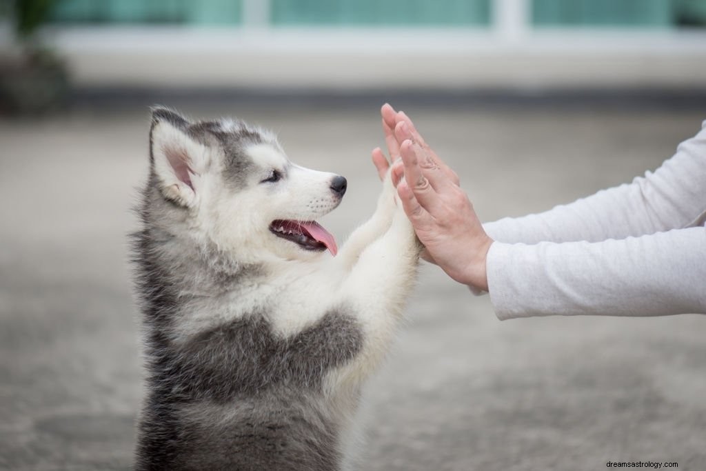 Chiot - Signification et symbolisme des rêves