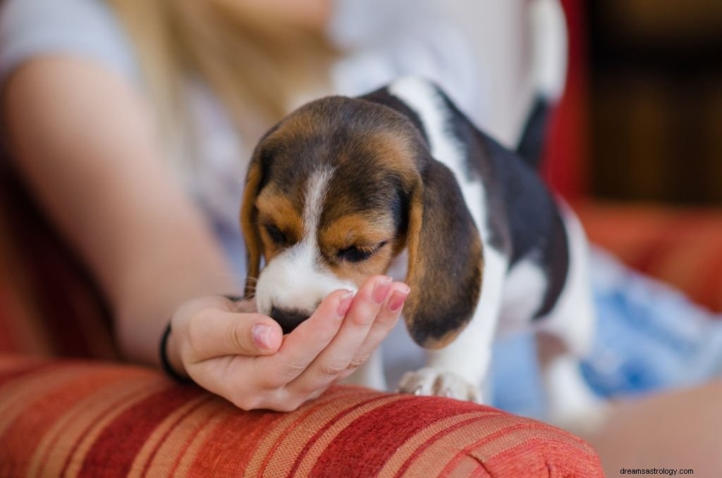 Puppy – Betekenis en symboliek van dromen