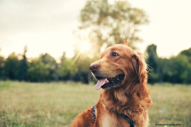 Brun hund – drømmebetydning og symbolik