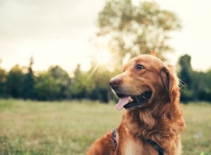 茶色の犬 – 夢の意味と象徴