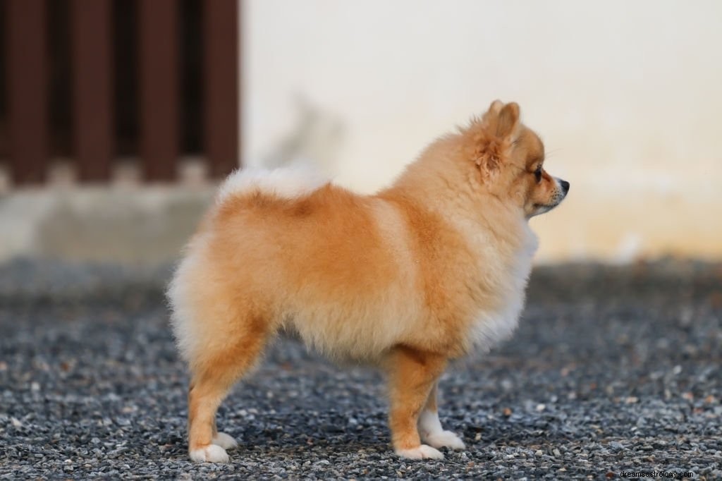 Brun hund – drømmebetydning og symbolik