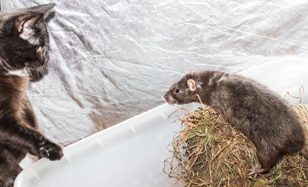 Muis rennen – droombetekenis en symboliek