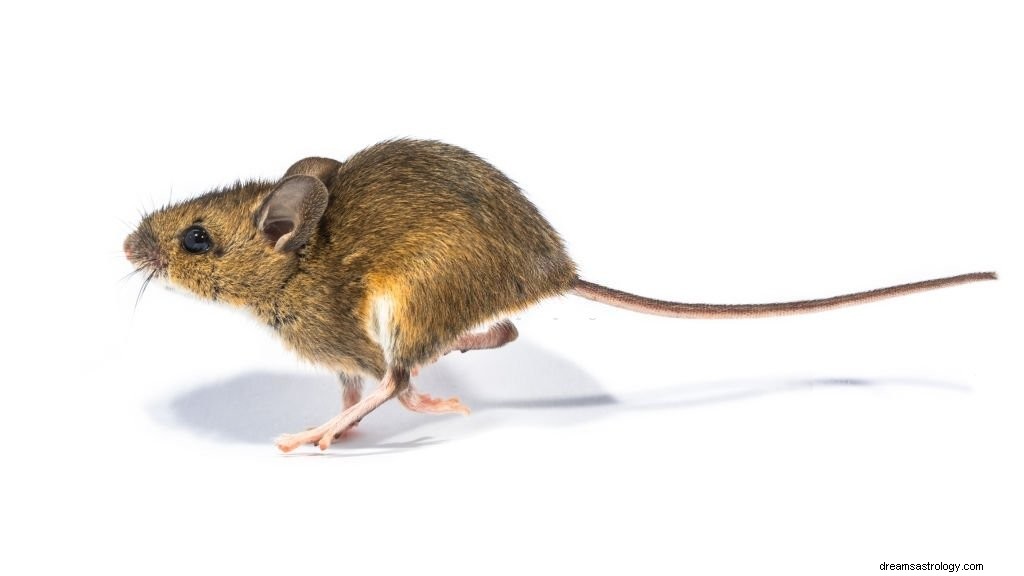 Běh myši – význam snu a symbolika