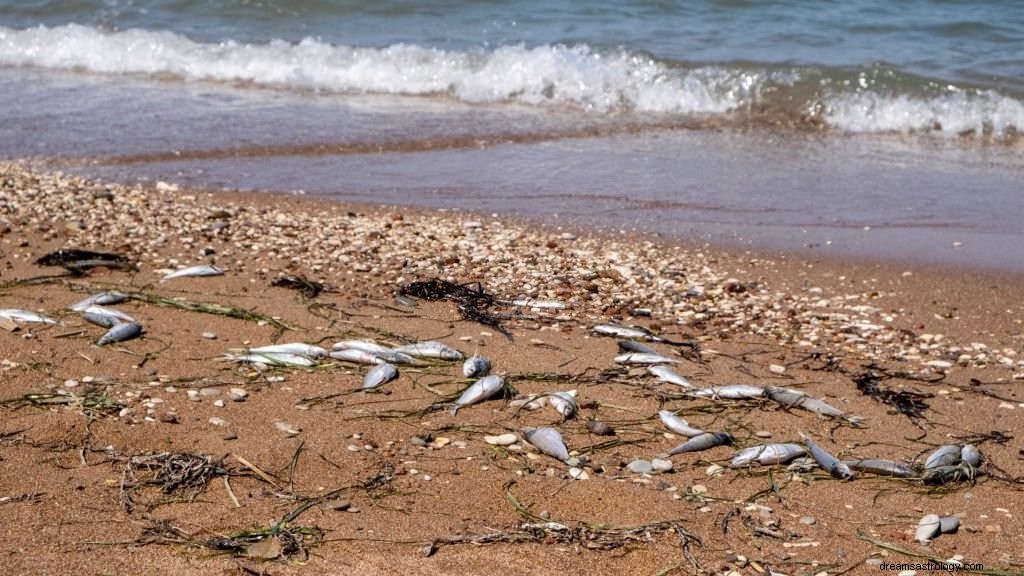 Viele Fische – Bedeutung und Symbolik von Träumen