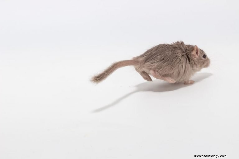 Běh myši – význam snu a symbolika