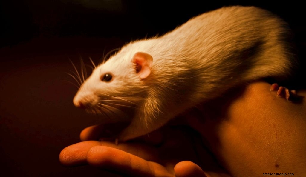 Witte muis – Betekenis en symboliek van dromen