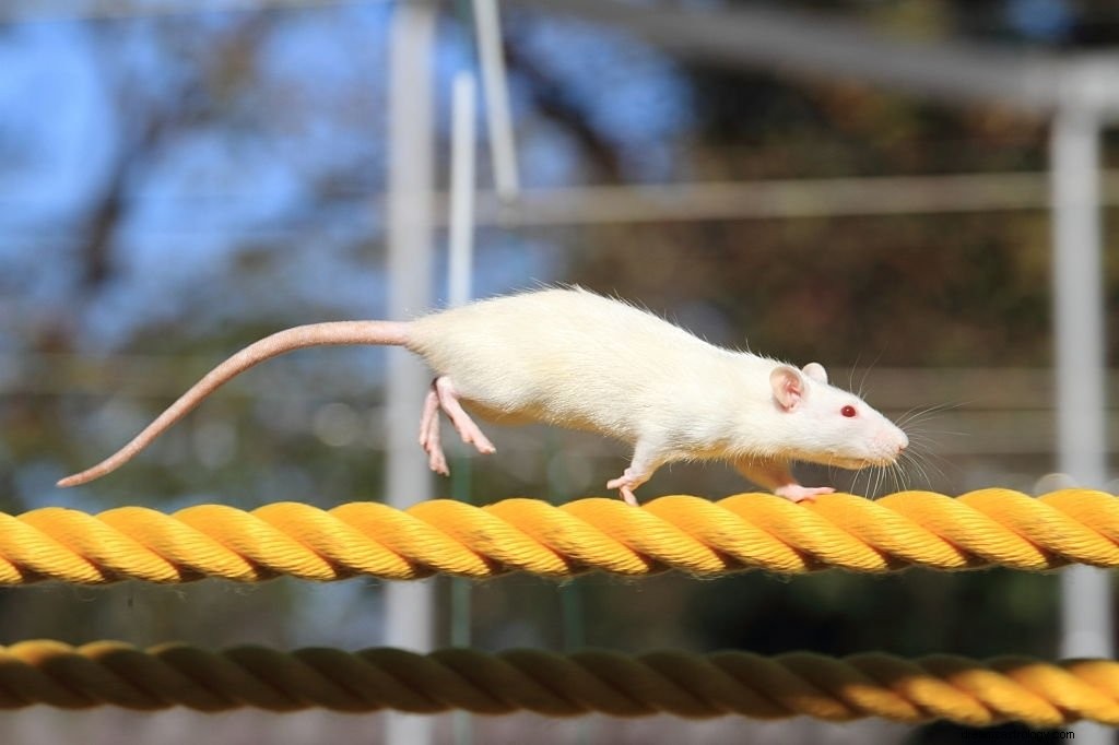 Hvit mus – drømmebetydning og symbolikk