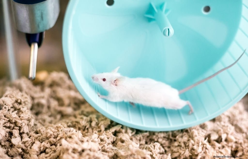 Bílá myš – význam snu a symbolika
