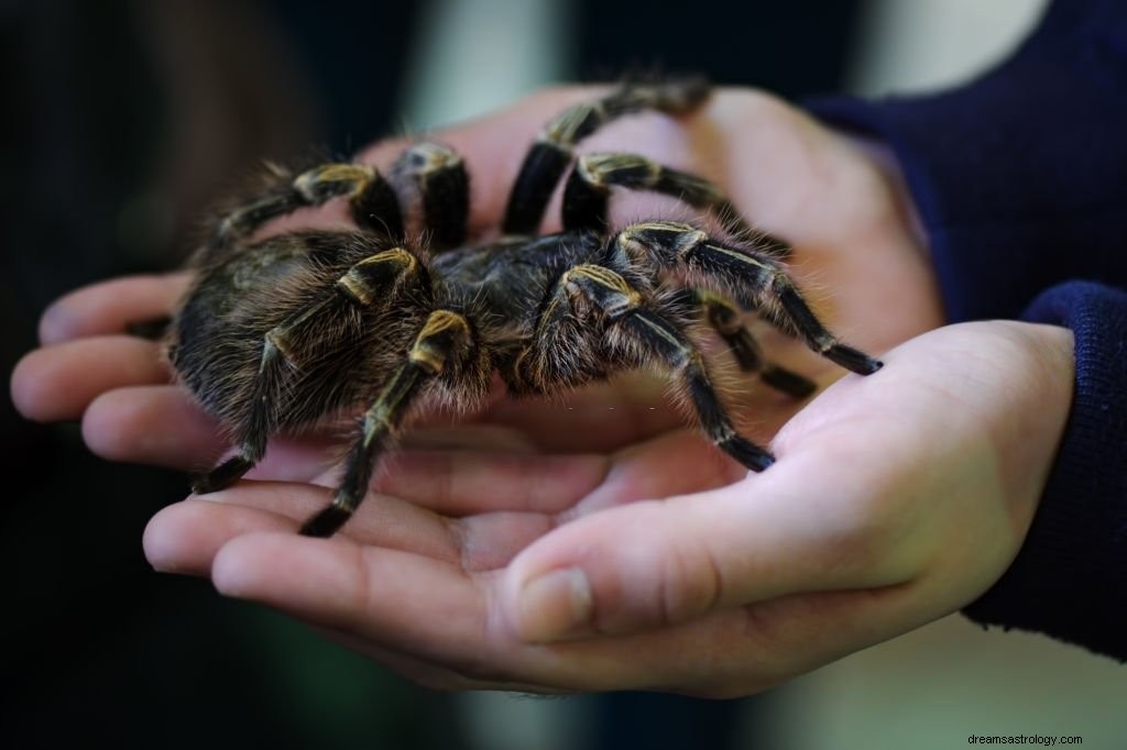 Insekten – Bedeutung und Symbolik von Träumen