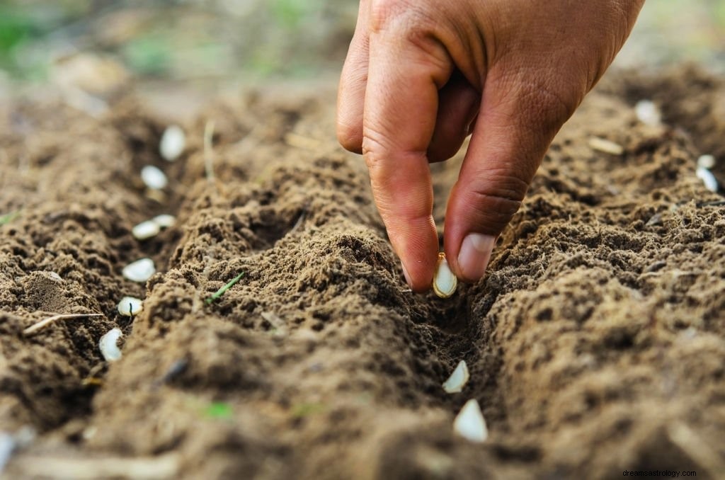 Citrouille – Signification et symbolisme des rêves