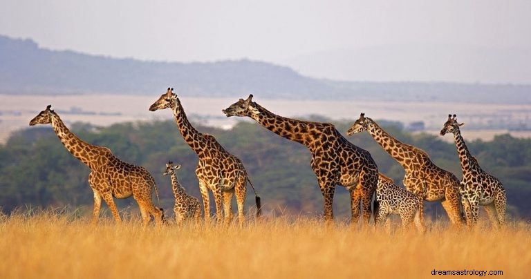 Giraffe – Betekenis en symboliek van dromen