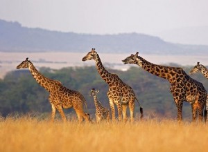 Girafa – Significado e simbolismo dos sonhos