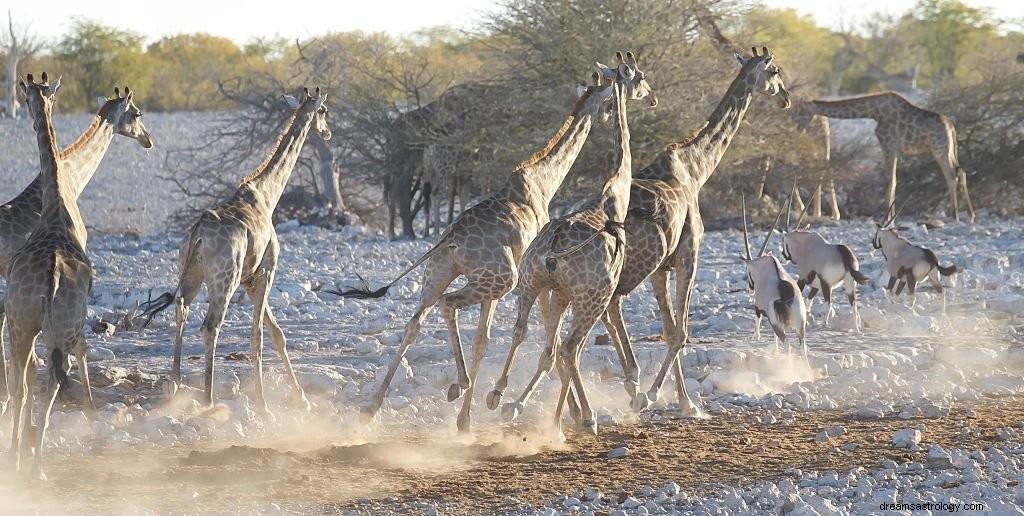 Giraffe – Betekenis en symboliek van dromen