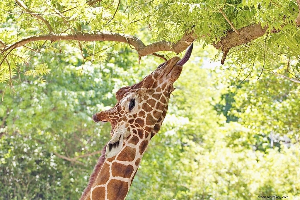 Giraffe – Betekenis en symboliek van dromen