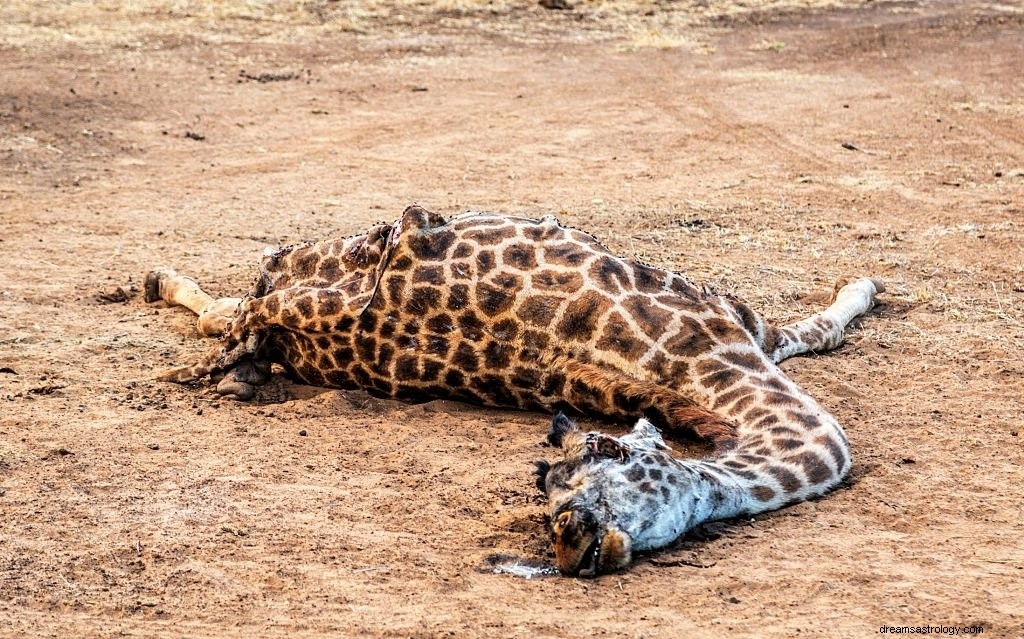 Giraffe – Betekenis en symboliek van dromen