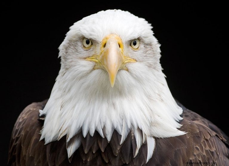 Eagle – Betekenis en symboliek van dromen