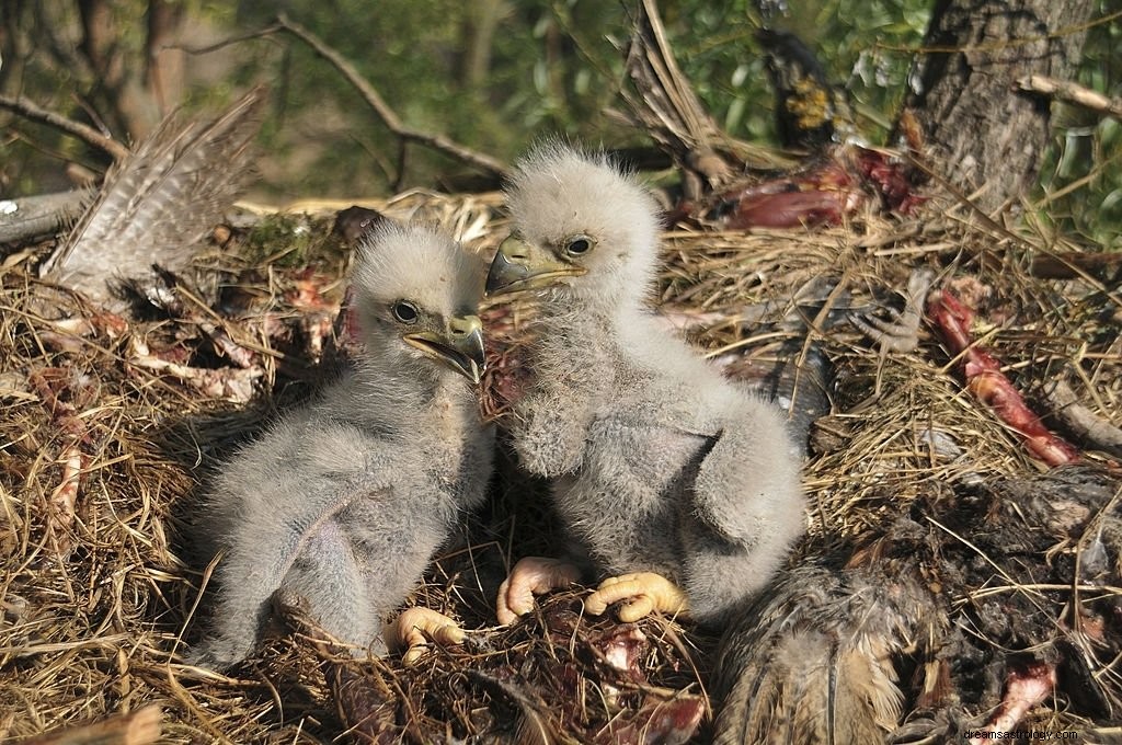 Aigle – Signification et symbolisme des rêves