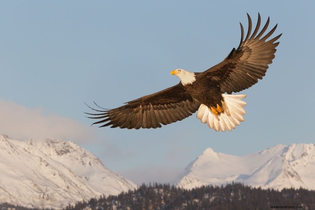 Eagle – Betekenis en symboliek van dromen