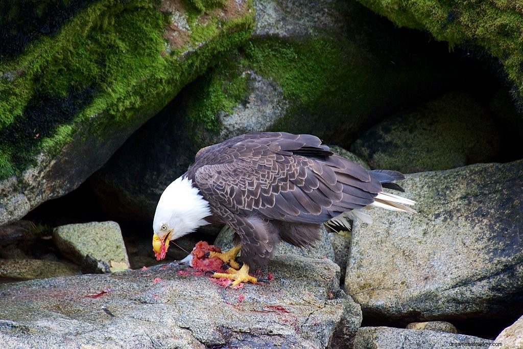 Águila – Significado y simbolismo de los sueños