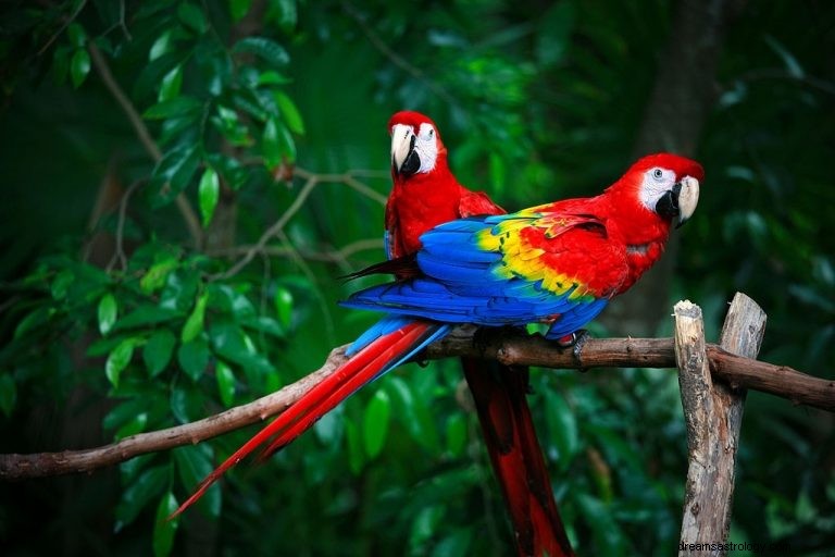 Macaw – Όνειρο νόημα και συμβολισμός
