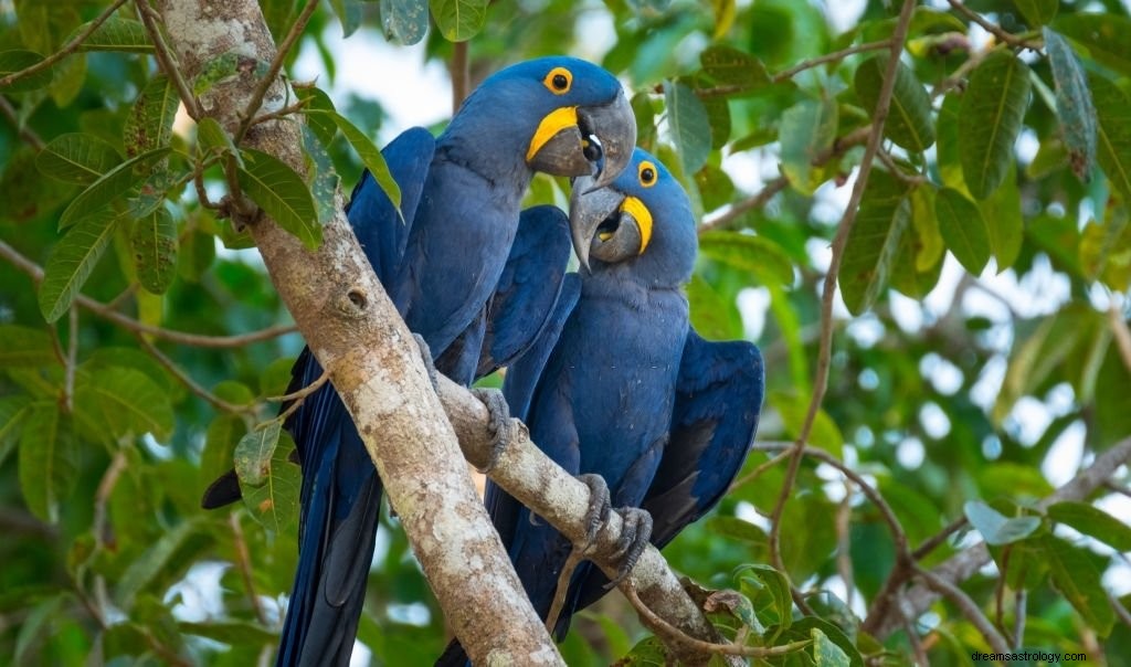 コンゴウインコ – 夢の意味と象徴