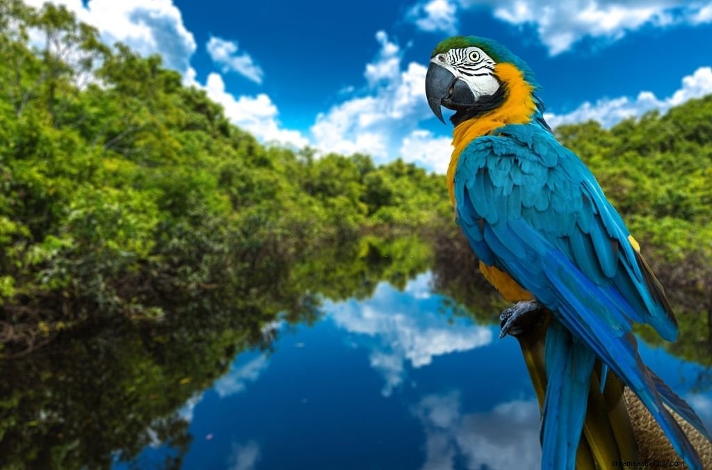 Macaw – význam snu a symbolika