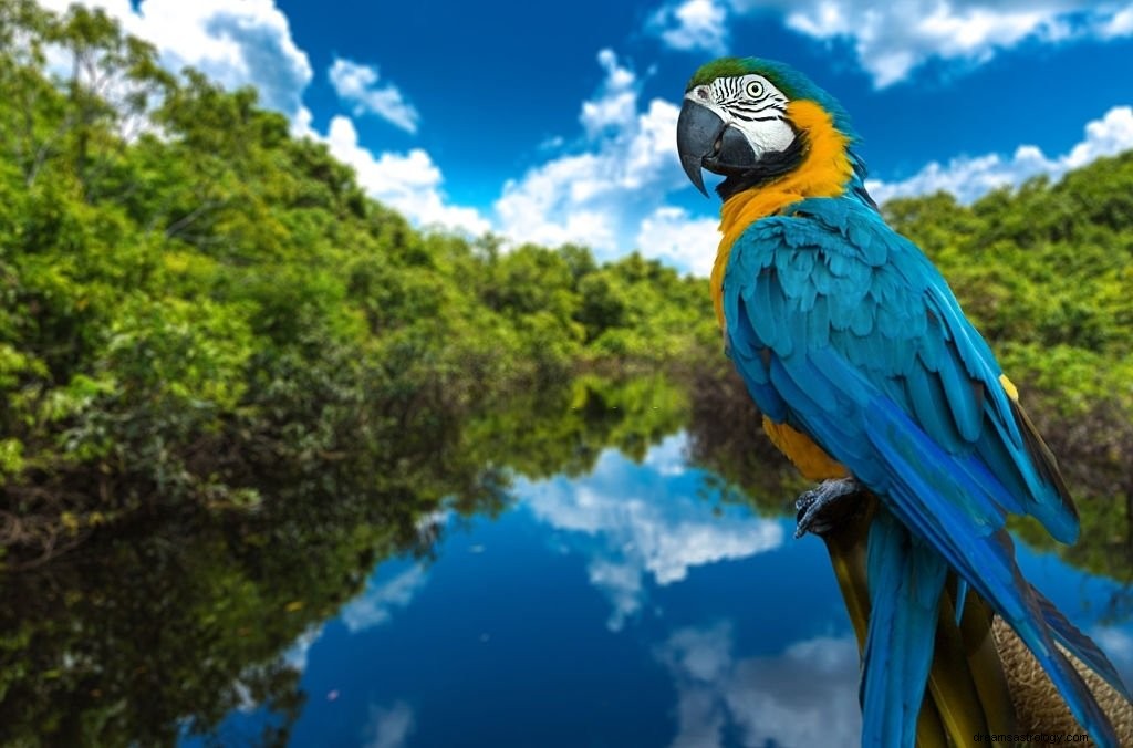 Macaw – Όνειρο νόημα και συμβολισμός