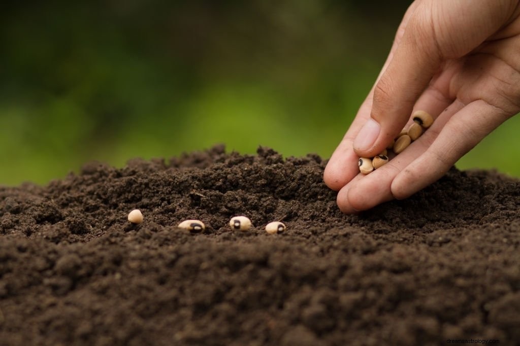 Bönor – drömmening och symbolik