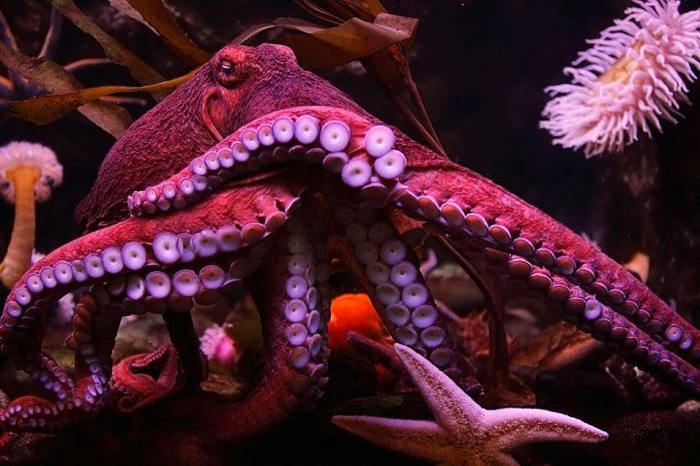 Chobotnice – význam a symbolika snu