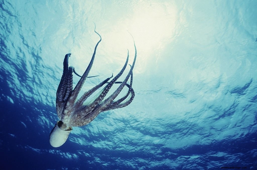 Blæksprutte – drømmebetydning og symbolik