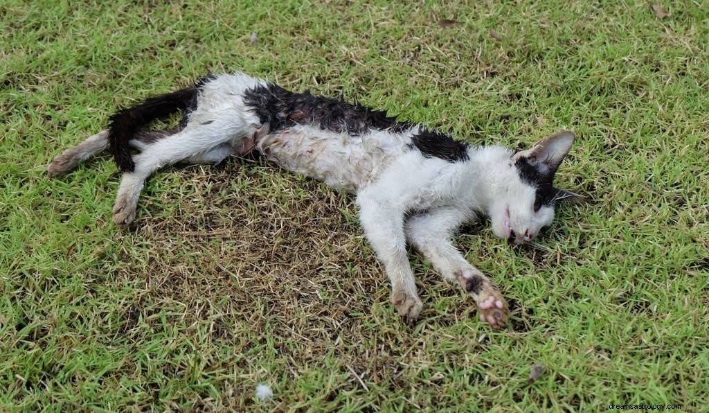 Gato muerto – Significado y simbolismo de los sueños