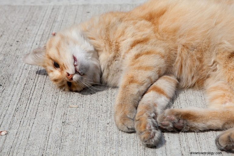 Tote Katze – Bedeutung und Symbolik von Träumen