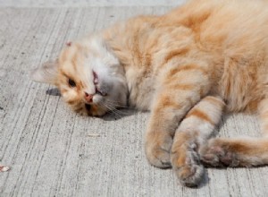 Mrtvá kočka – význam snu a symbolika