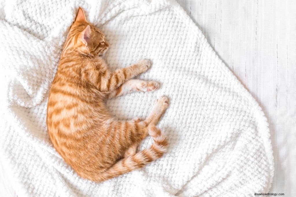 Martwy kot – znaczenie i symbolika snu