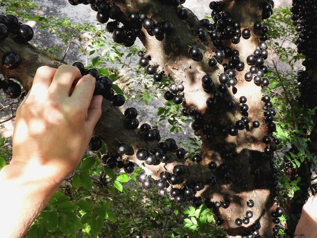 Jabuticaba – Όνειρο νόημα και συμβολισμός