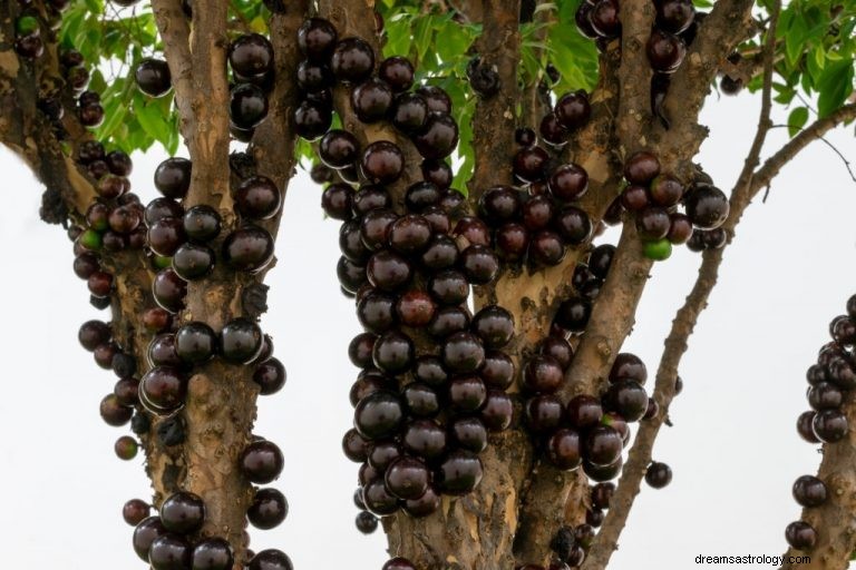 Jabuticaba – význam snu a symbolika