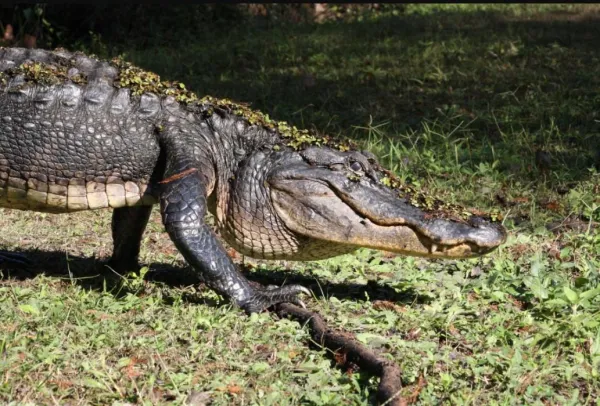 Qu est-ce que cela signifie de rêver de crocodiles ?