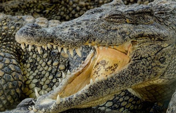 Wat betekent dromen over krokodillen?