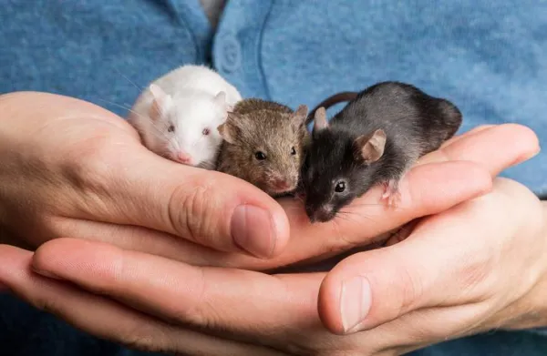 Co znamená snít o myších?