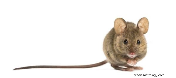 Wat betekent dromen over muizen?