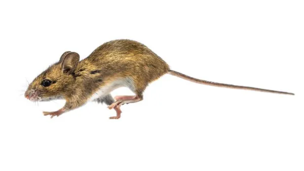 Co znamená snít o myších?