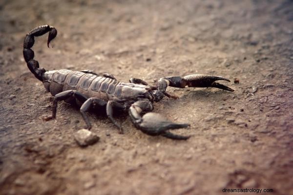 Hva betyr det å drømme om skorpioner?