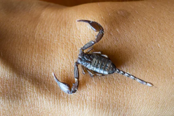 Que signifie rêver de scorpions ?