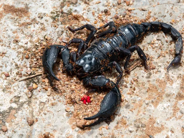 Que signifie rêver de scorpions ?