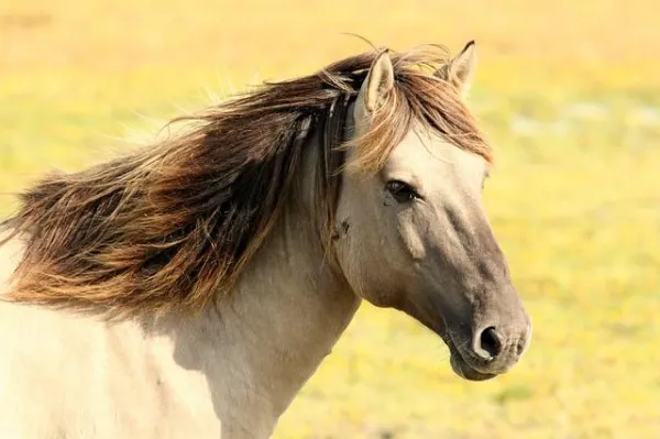 Wat betekent het als je over paarden droomt?