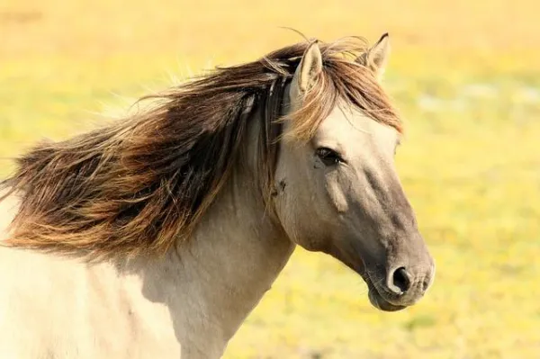 ¿Qué significa soñar con caballos?