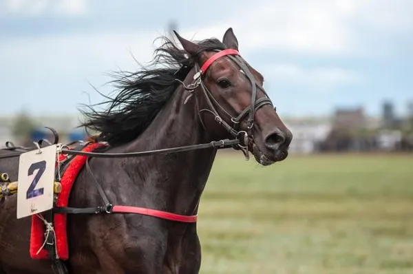 ¿Qué significa soñar con caballos?