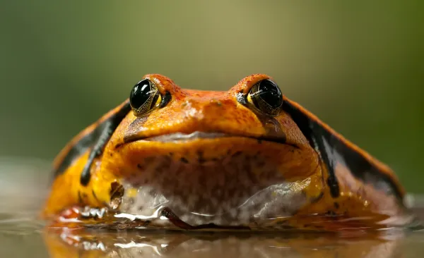 Rêver de grenouilles pendant la grossesse